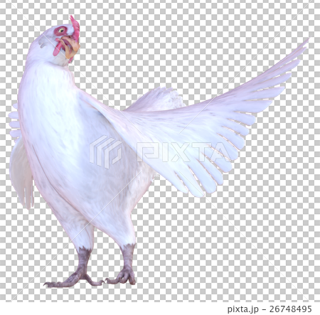 ニワトリ 26748495