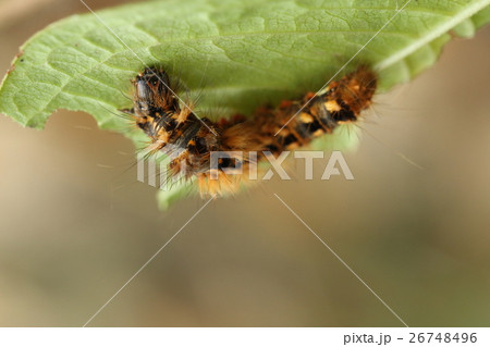 生き物 昆虫 ナシケンモン いかにも危なそうな毛虫ですが毒はない はずですの写真素材