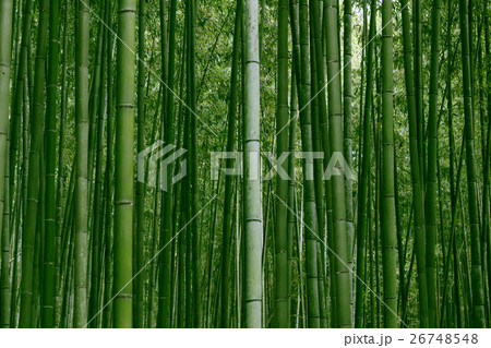 竹林 竹林 26748548