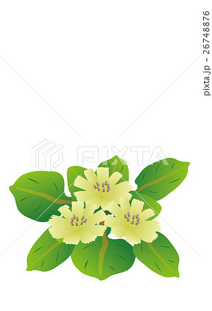 春の七草仏の座 26748876