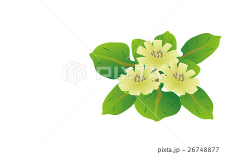 春の七草仏の座 26748877