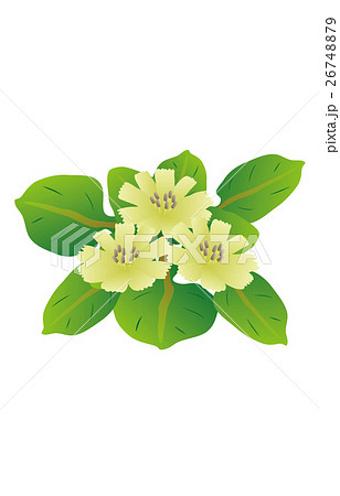 春の七草仏の座 春の七草仏の座 26748879