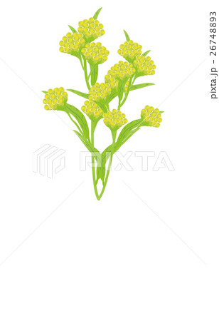 春の七草御形 26748893