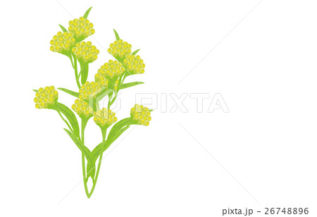 春の七草御形 26748896