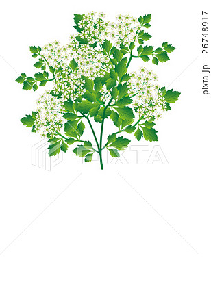 春の七草芹 26748917