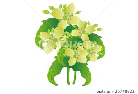 春の七草菘 26748922