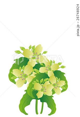 Ratchaphruek Tree Golden Shower Tree Cassia Fistula National Flower  Thailand Stock Illustrations  66 Ratchaphruek Tree Golden Shower Tree  Cassia Fistula National Flower Thailand Stock Illustrations Vectors   Clipart  Dreamstime