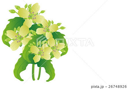 春の七草菘 春の七草菘 26748926