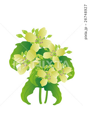 春の七草菘 春の七草菘 26748927