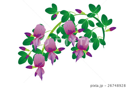 秋の七草荻のイラスト素材