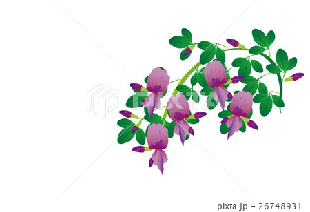 秋の七草荻 26748931