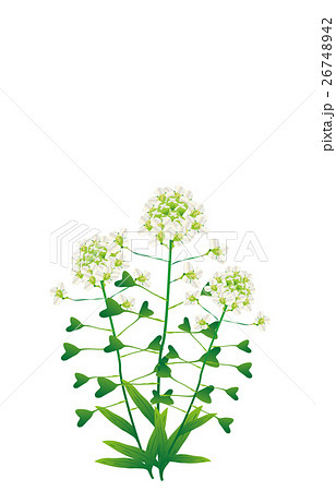 春の七草薺 26748942