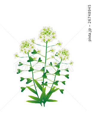 春の七草薺 春の七草薺 26748945