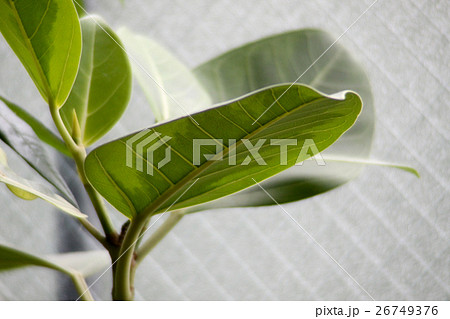 ゴムの木の葉っぱ ゴムの木の葉っぱ 26749376