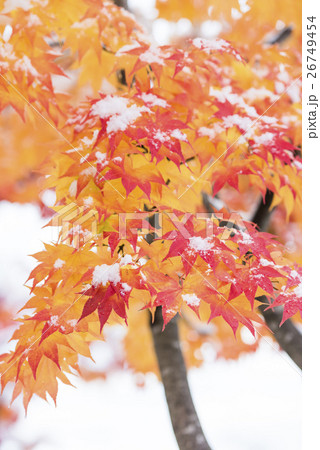 紅葉と初雪（ハイキー） 26749454