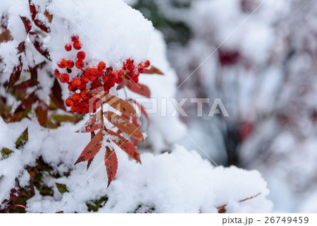 ナナカマドと初雪 26749459
