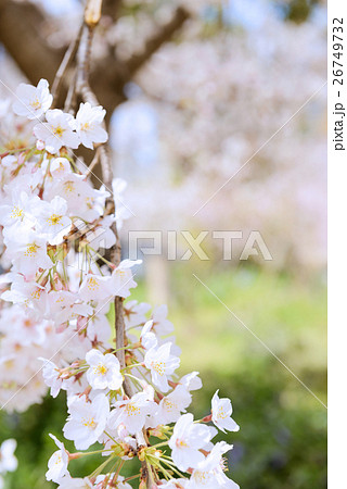 中大江公園 26749732