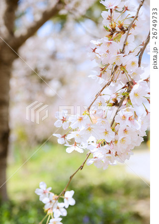 中大江公園 中大江公園 26749733