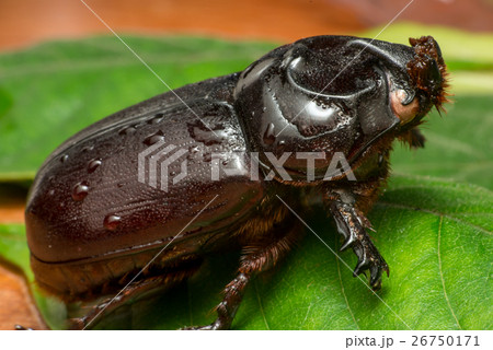Asiatic rhinoceros beetle (Oryctes rhinoceros) 26750171