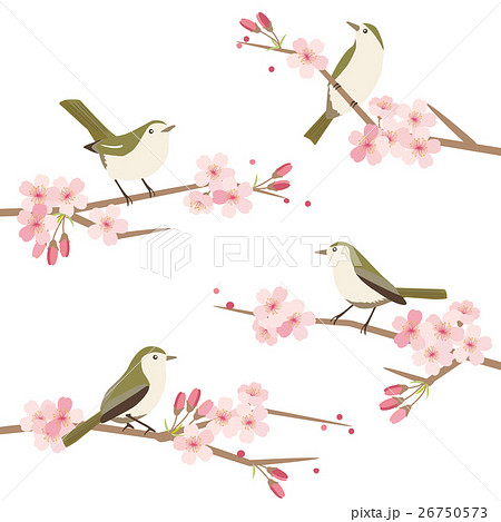 桜と鶯のイラストセットのイラスト素材