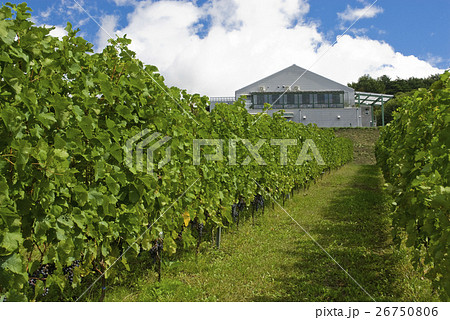 ブドウ畑 26750806