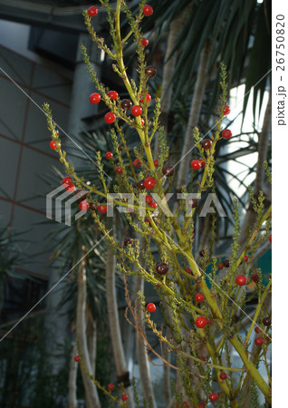 竜血樹の赤い実 の写真素材