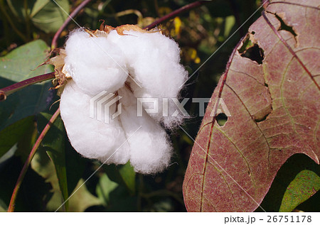 秋の陽あびるコットンボール 秋の陽あびるコットンボール 26751178