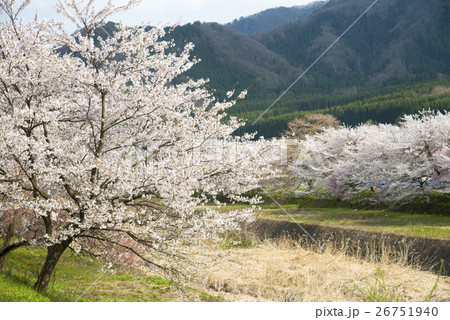 下八丁鮎川堤防の桜並木 下八丁鮎川堤防の桜並木 26751940