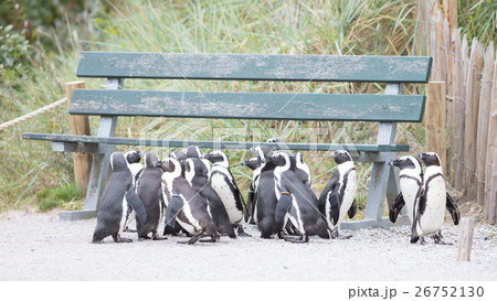Group of African penguin (spheniscus demersus) Group of African penguin (spheniscus demersus) 26752130