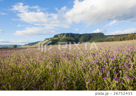 Lavender Fields Farming Mountains 26752435