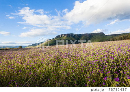Lavender Fields Mountains Lavender Fields Mountains 26752437