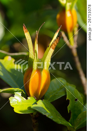 梔子(クチナシ)の実 梔子(クチナシ)の実 26753078