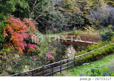秋のまさかりが淵市民の森　紅葉と橋と森の風景 26753117