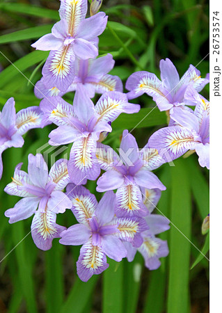 花かつみ(安積山公園) 花かつみ(安積山公園) 26753574