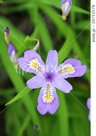 花かつみ（安積山公園） 26753576