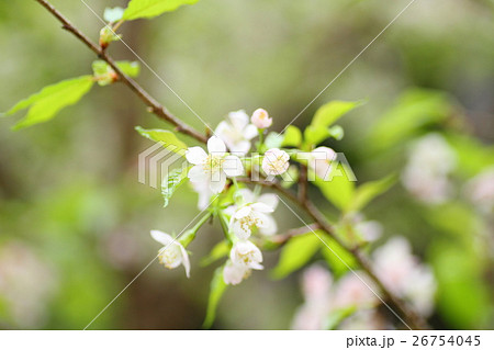 ヒマラヤザクラの花 26754045