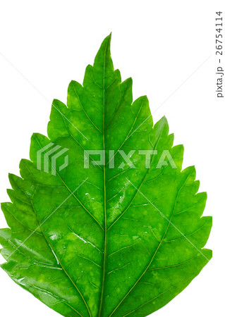 Green leaves isolated on a white background. Green leaves isolated on a white background. 26754114