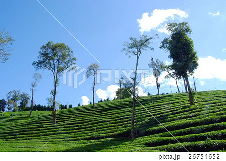 Tea Plantation Landscape 4 Tea Plantation Landscape 4 26754652