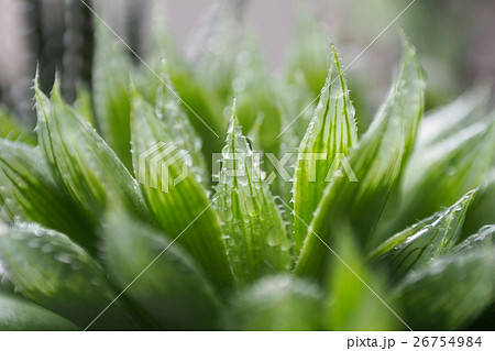 ハオルチア 26754984