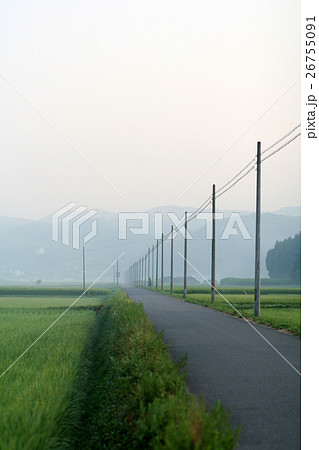 霧の稲穂の道と電柱 霧の稲穂の道と電柱 26755091