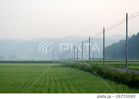 霧の稲穂の道と電柱 26755093