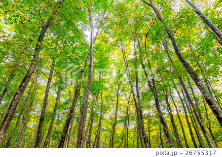 初秋の美人林 26755317