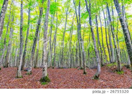 初秋の美人林 26755320