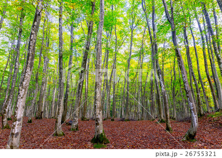 初秋の美人林 26755321
