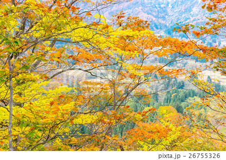 大厳寺高原の紅葉 大厳寺高原の紅葉 26755326