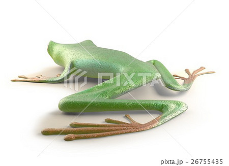 red eyed tree frog from tropical rainforest ofのイラスト素材
