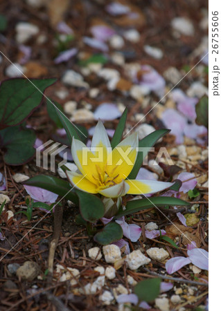 チューリップの原種 タルダ チューリップの原種 タルダ 26755606