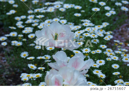 チューリップ　モントレー 26755607