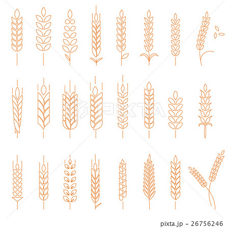 Wheat, rye and barley. 26756246