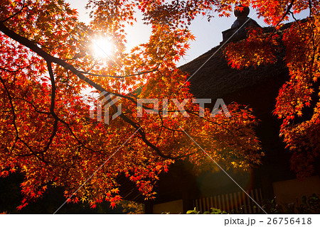 北鎌倉　長寿寺　秋の特別拝観　紅葉 26756418